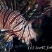 lionfish_common_nus_h_0705_png1907.jpg